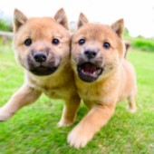 Hành trình giải cứu giống chó Sanin Shiba khỏi tuyệt chủng